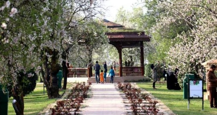 J&K historic Badamwari garden open for visitors from today